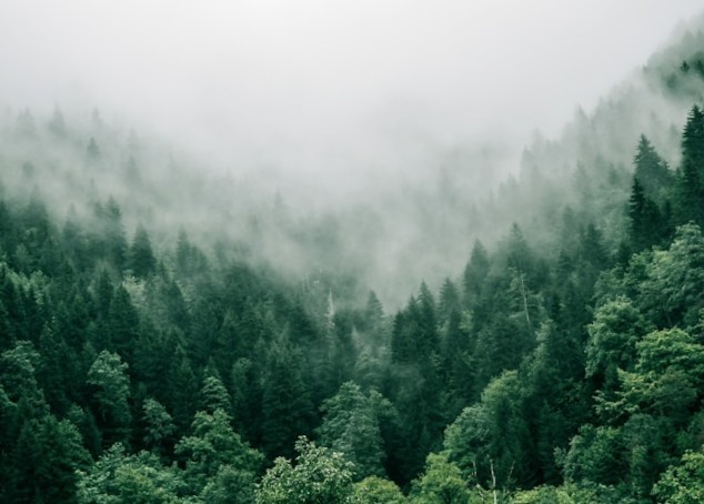 Aerial view of a dense evergreen forest on rolling hills covered in thick white fog